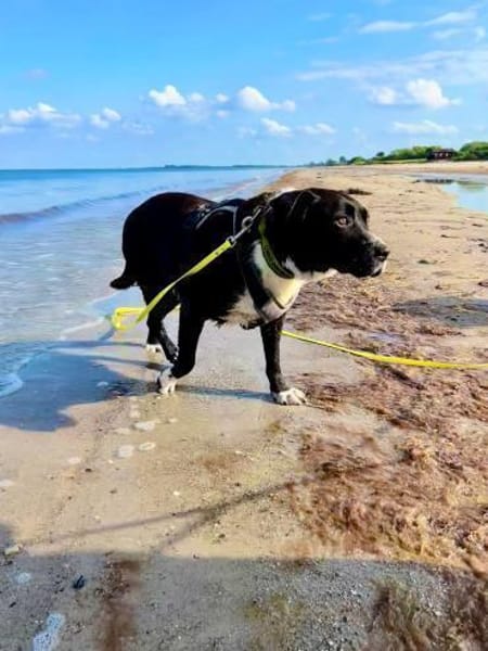 Hübsche Hündin, 5 Jahre