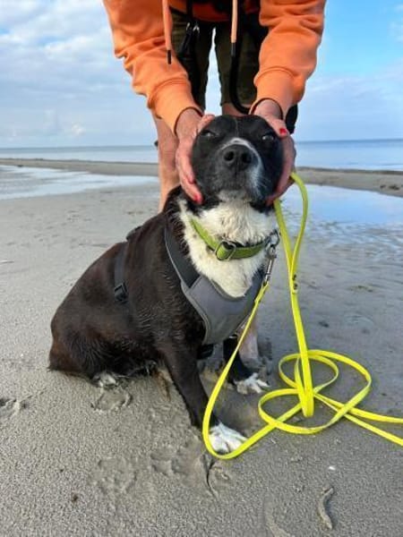 Hübsche Hündin, 5 Jahre