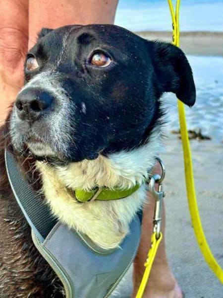 Hübsche Hündin, 5 Jahre