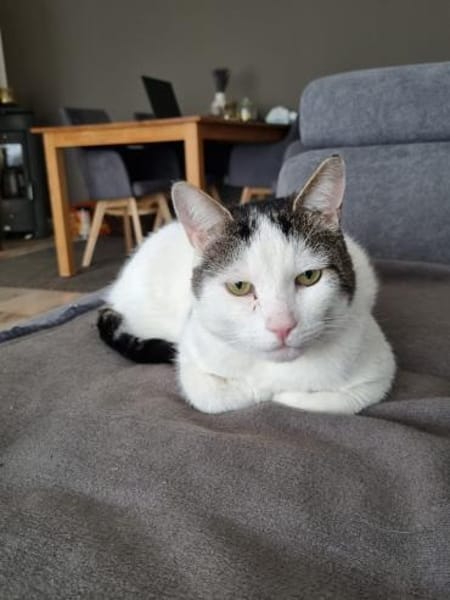 Kater Jari sucht ein zu Hause