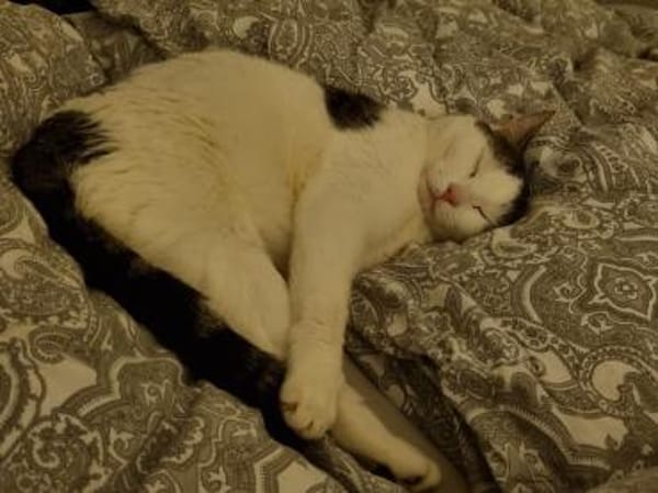 Kater Jari sucht ein zu Hause