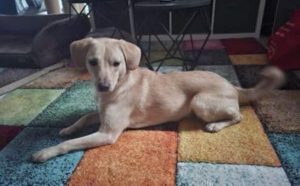 Björn wartet auf seine Menschen