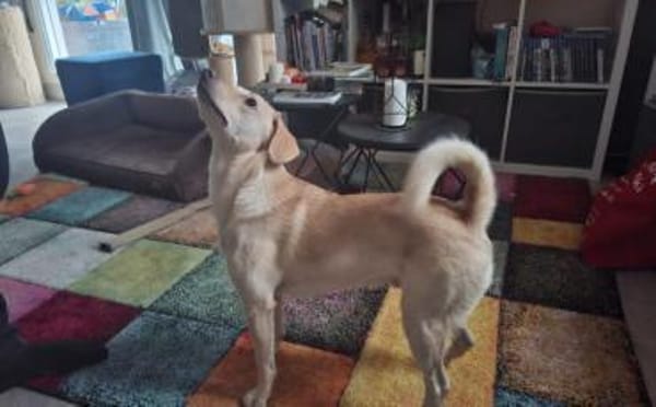 Björn wartet auf seine Menschen