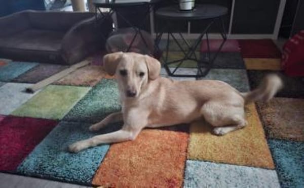 Björn wartet auf seine Menschen