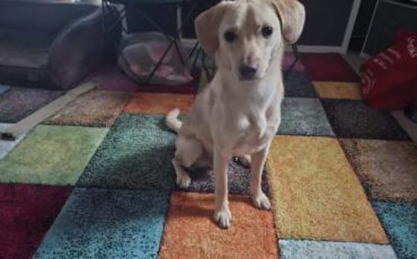 Björn wartet auf seine Menschen