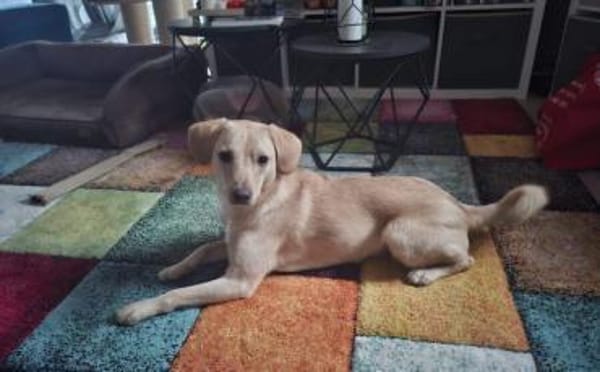 Björn wartet auf seine Menschen