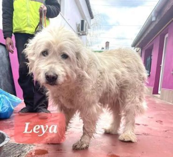 🐾❤ LEYA, geb. 04.05.2016 sucht Familie