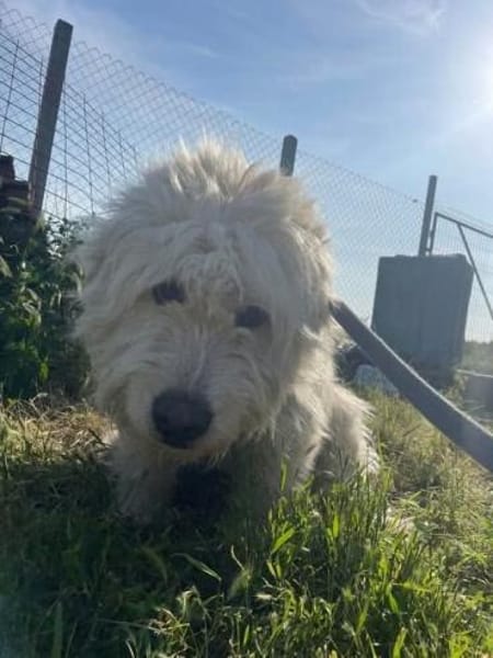 🐾❤ LEYA, geb. 04.05.2016 sucht Familie