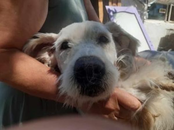 🐾❤ LEYA, geb. 04.05.2016 sucht Familie