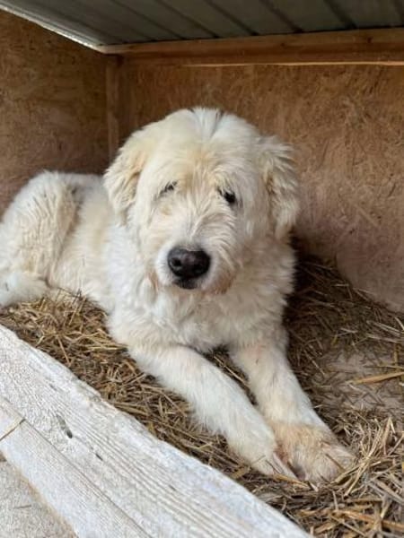 🐾❤ LEYA, geb. 04.05.2016 sucht Familie