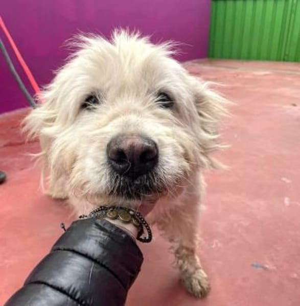 🐾❤ LEYA, geb. 04.05.2016 sucht Familie