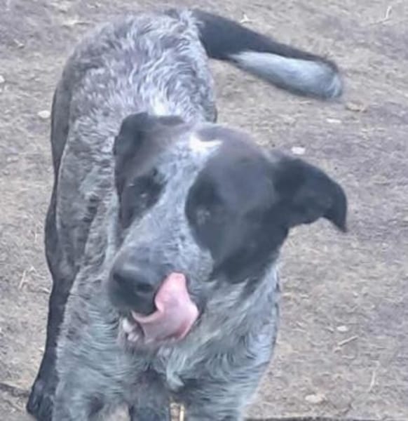 Berta, Überbleibsel sucht Körbchen