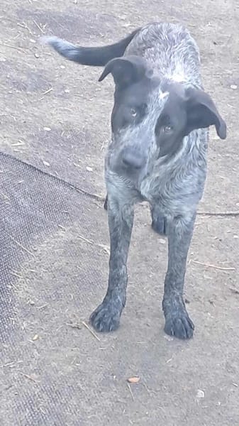 Berta, Überbleibsel sucht Körbchen