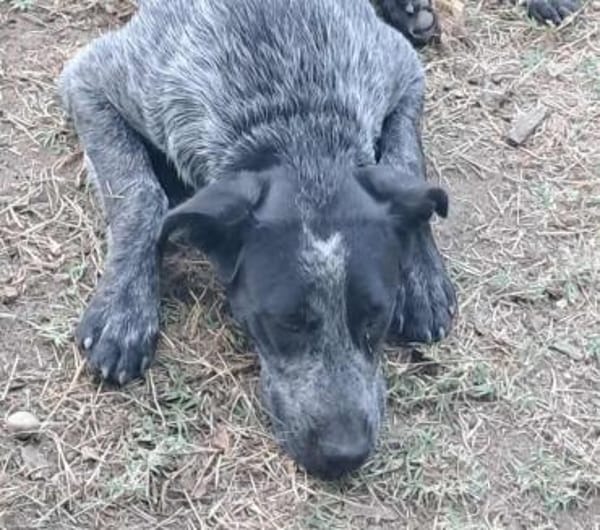 Berta, Überbleibsel sucht Körbchen