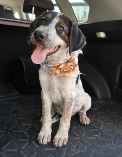 Thor - großer Hund mit viel Herz