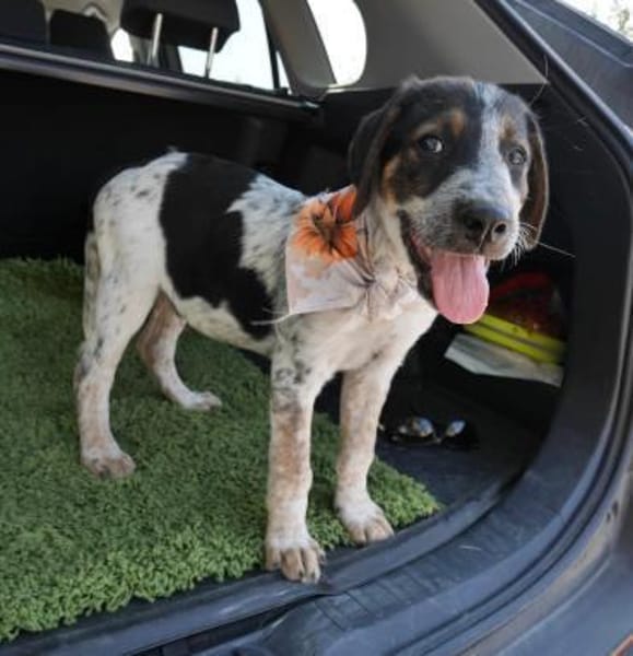 Thor - großer Hund mit viel Herz