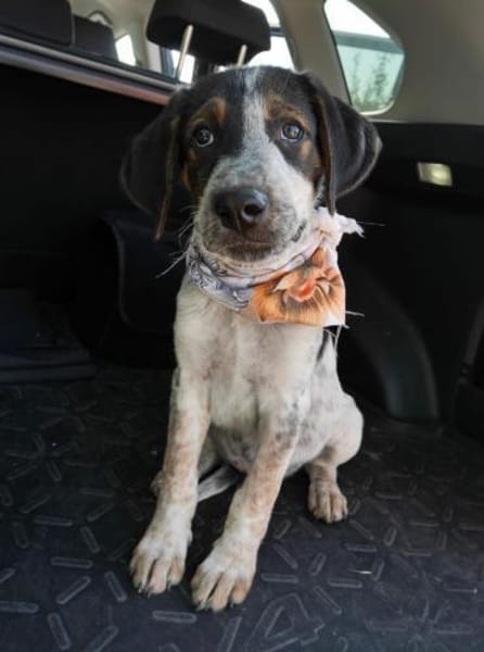 Thor - großer Hund mit viel Herz