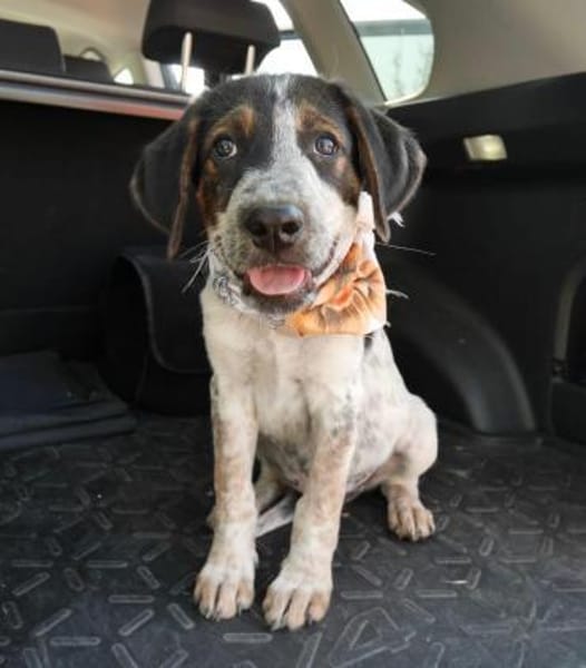 Thor - großer Hund mit viel Herz