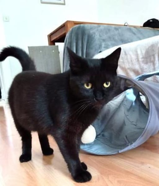 Tom & Pisa - warten in Berlin !........