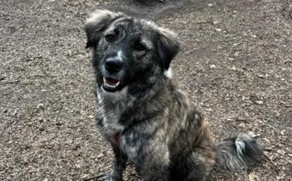 Lilli sucht ein ruhiges Zuhause