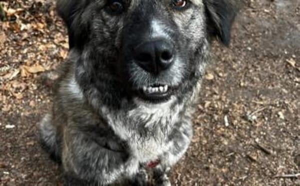 Lilli sucht ein ruhiges Zuhause