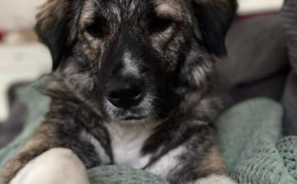 Lilli sucht ein ruhiges Zuhause