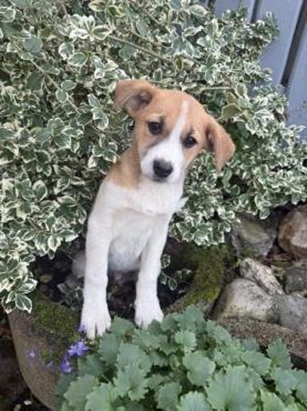 Tommy ein Beagle Mix