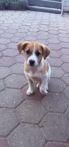 Tommy ein Beagle Mix