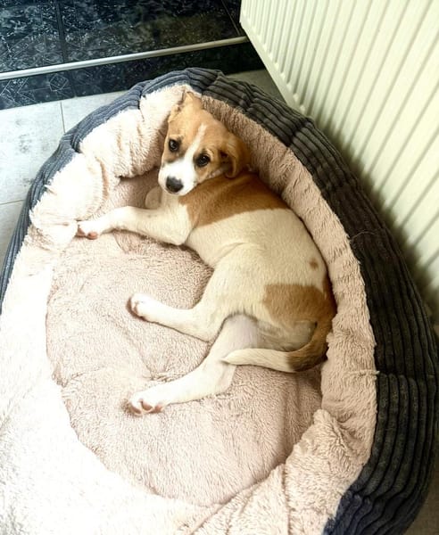 Tommy ein Beagle Mix