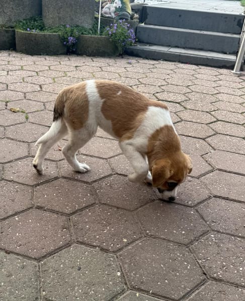 Tommy ein Beagle Mix