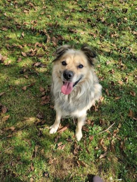 Nero - Hundesenior sucht sein Plätzchen