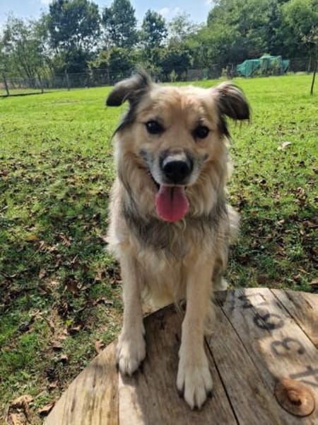 Nero - Hundesenior sucht sein Plätzchen