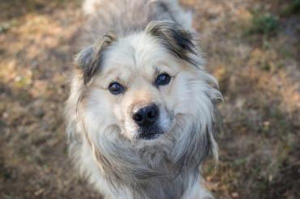 Nero - Hundesenior sucht sein Plätzchen