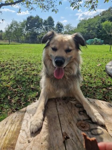 Nero - Hundesenior sucht sein Plätzchen