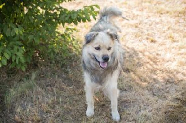 Nero - Hundesenior sucht sein Plätzchen