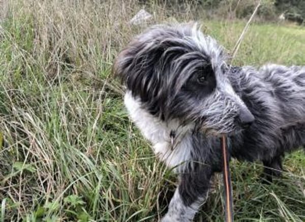 Fenrir sucht aktive Menschen