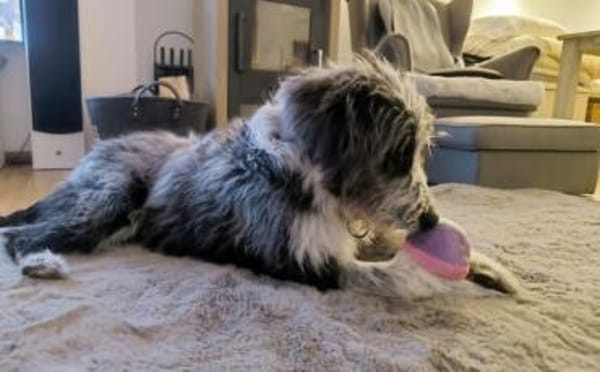 Fenrir sucht aktive Menschen