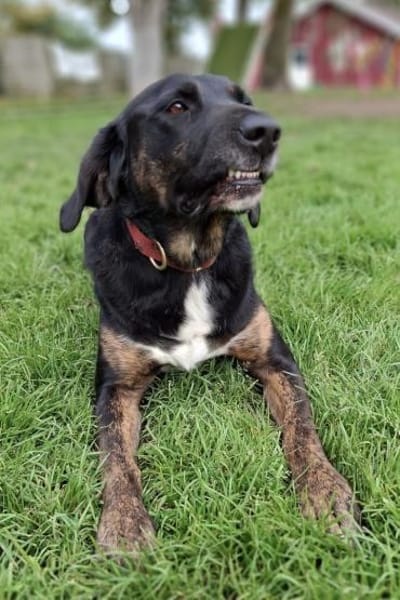 Leo 💗 wartet in 84524 Neuötting