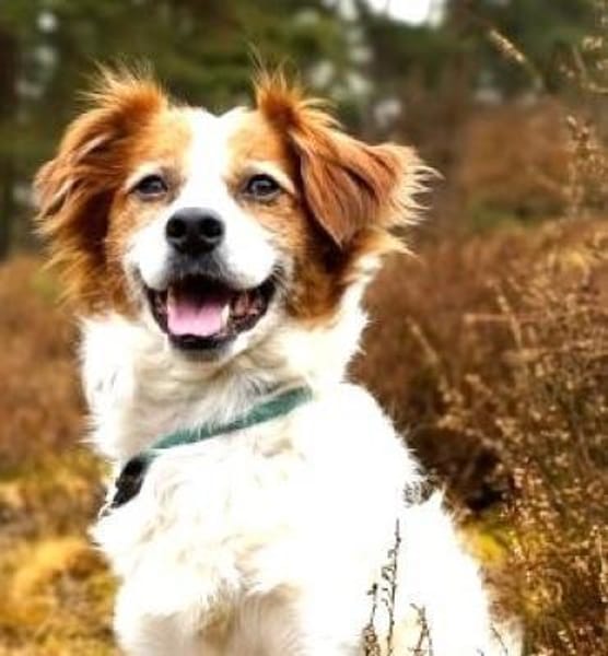 SIMBA - hübscher Rohdiamant......