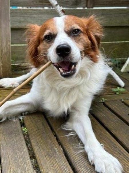 SIMBA - hübscher Rohdiamant......