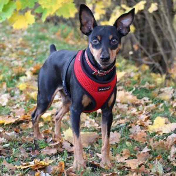 KLAUSI - entzückender kleiner Hundebub