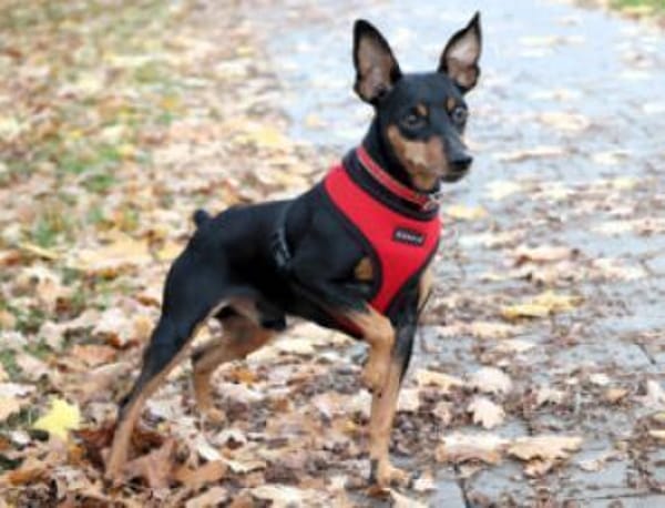 KLAUSI - entzückender kleiner Hundebub