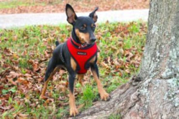 KLAUSI - entzückender kleiner Hundebub