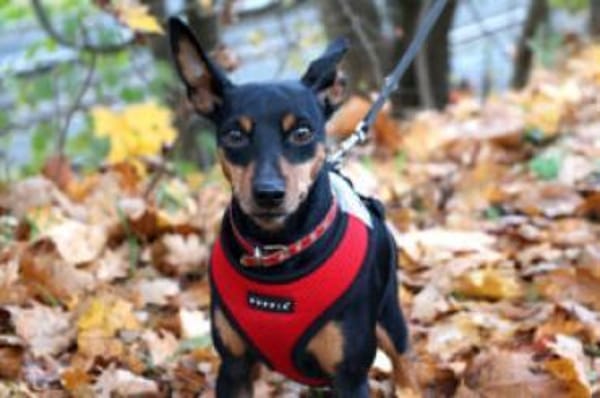 KLAUSI - entzückender kleiner Hundebub