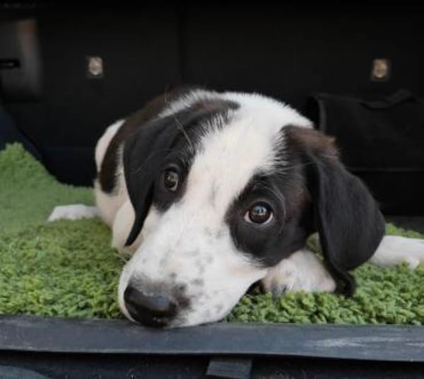 Panda - unser großer Kuschelbär