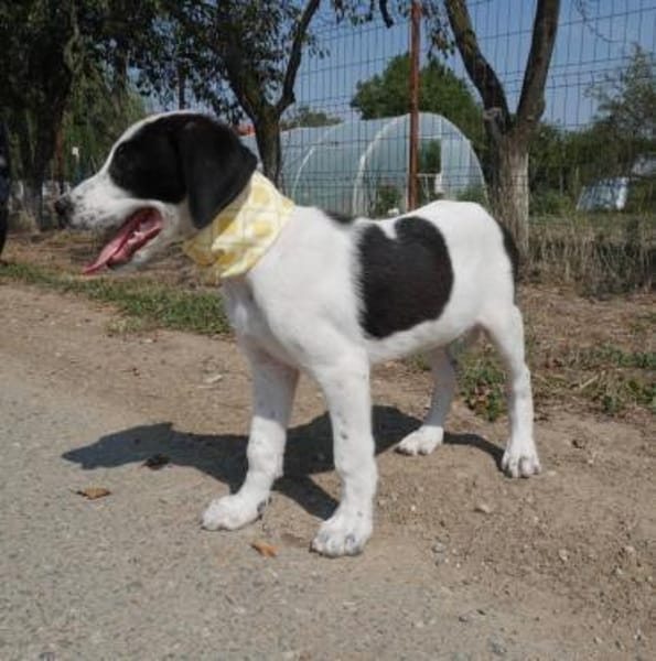 Panda - unser großer Kuschelbär