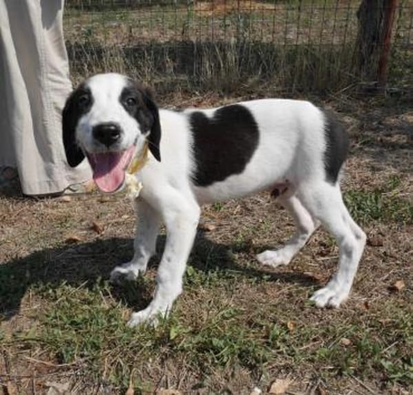 Panda - unser großer Kuschelbär