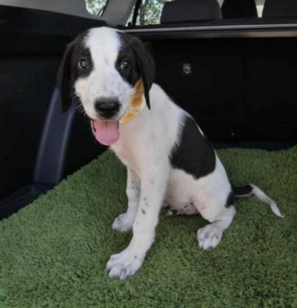 Panda - unser großer Kuschelbär