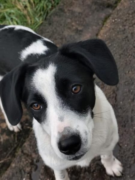 Mae - unsere Hübsche wartet auf Dich