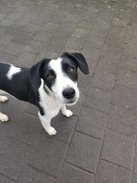 Mae - unsere Hübsche wartet auf Dich